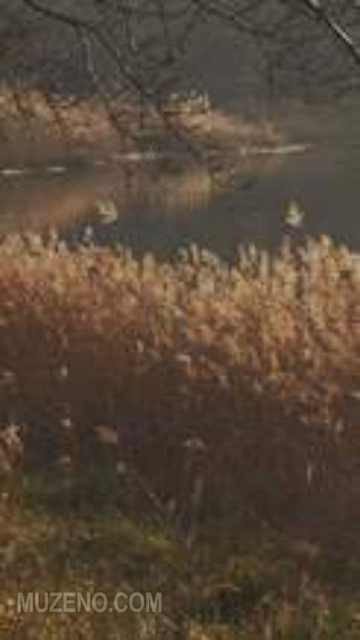 Тишина и радость жизни