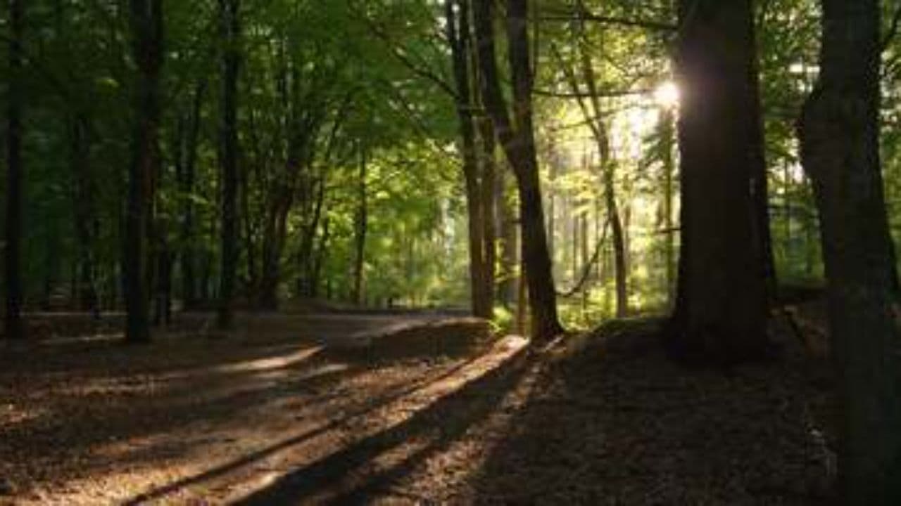 Oltre il ponte, sempre con te