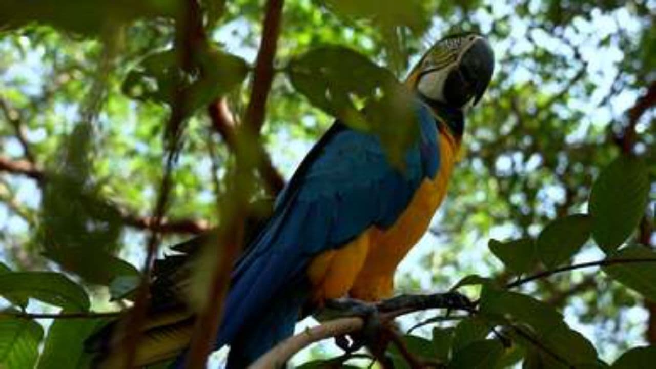 Ring, ring y corre, corre