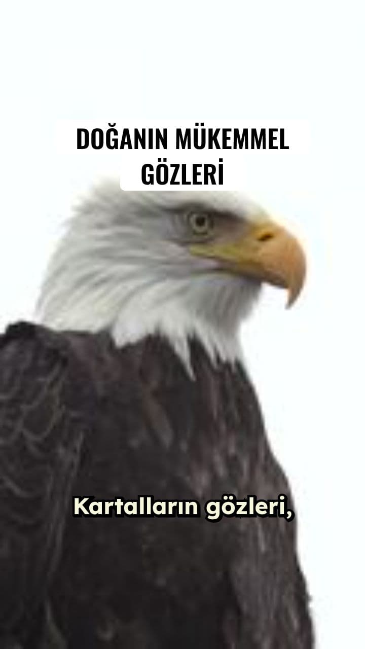 Kartal Gözü vs İnsan Gözü