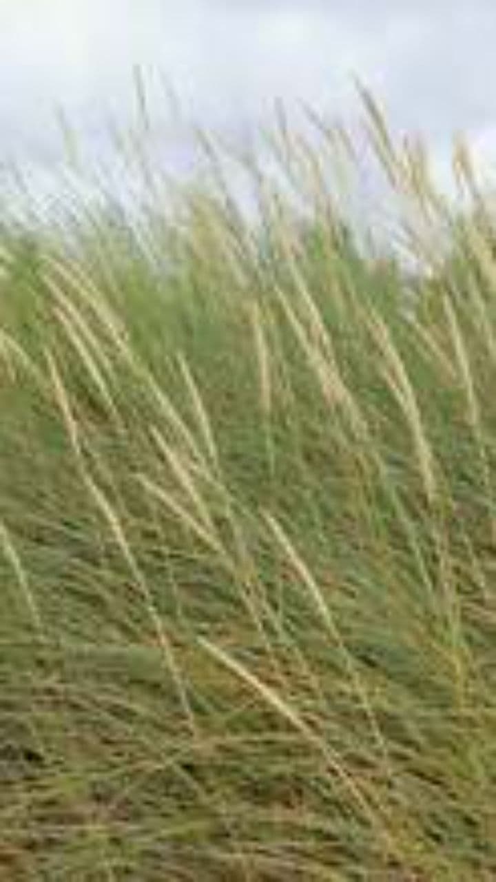 เสียงเรียกหาจากใจ