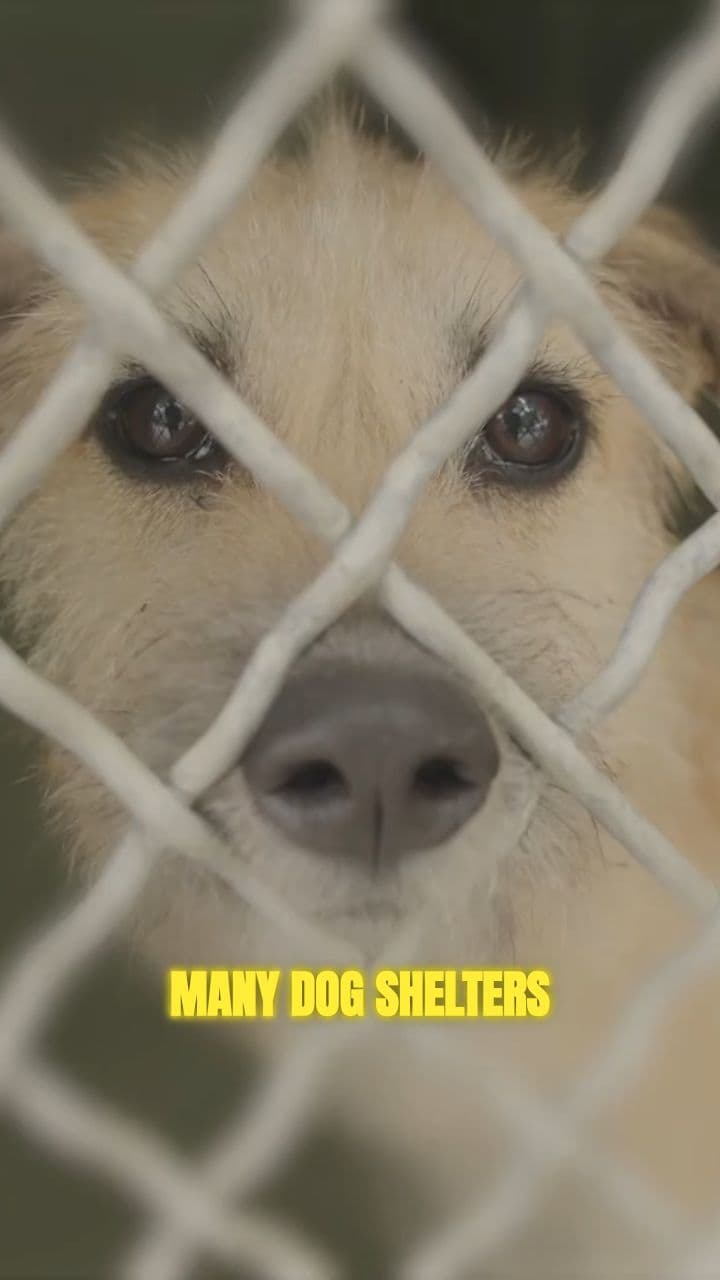 Saving 100 Dogs From Euthanasia
