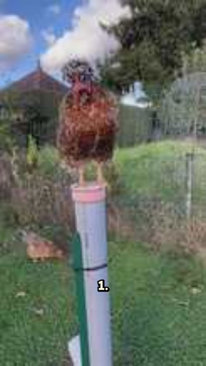 Bizarre Historical Trials and Events