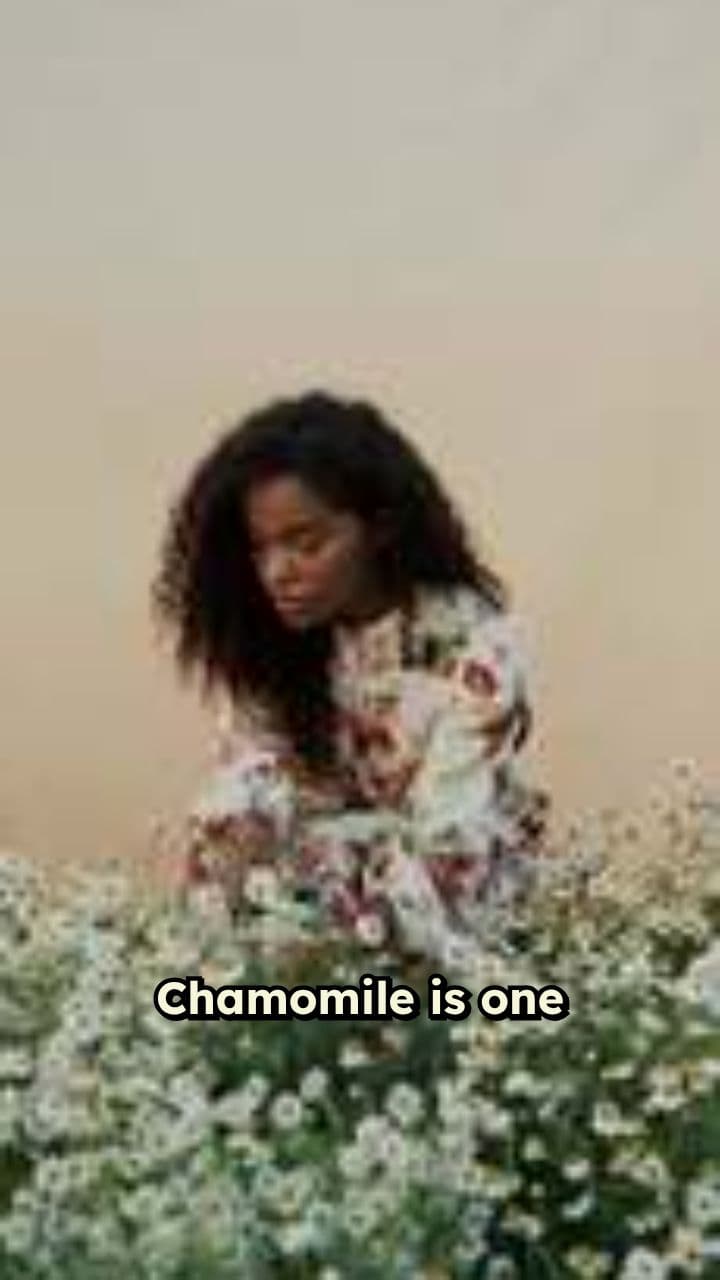 The Comforting Benefits of Chamomile