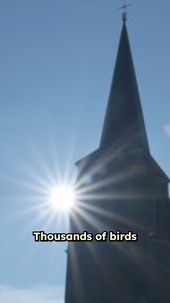 Birdwatching Chaos at Lagunas de Mejía