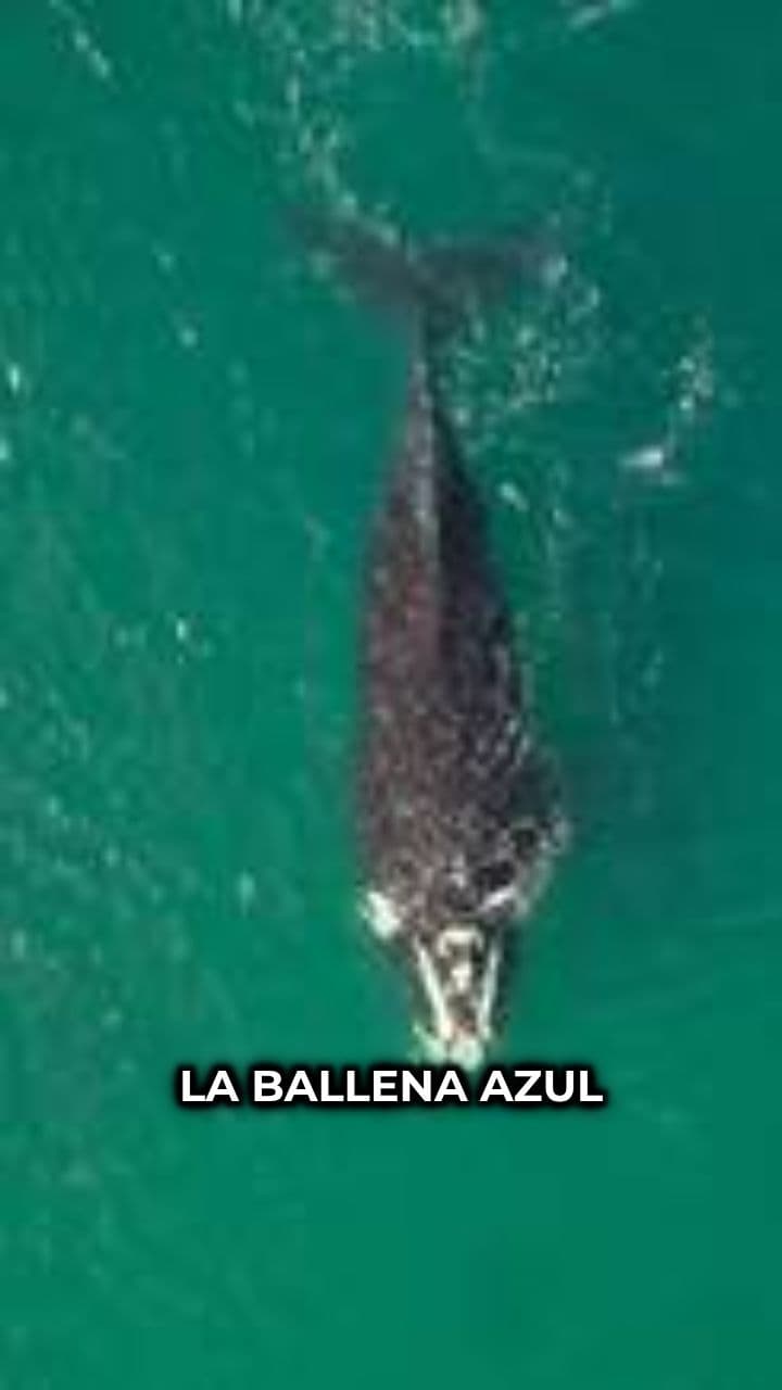 La ballena azul: gigante del océano