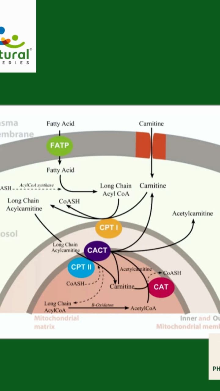 Enhancing Animal Health with L-Carnitine
