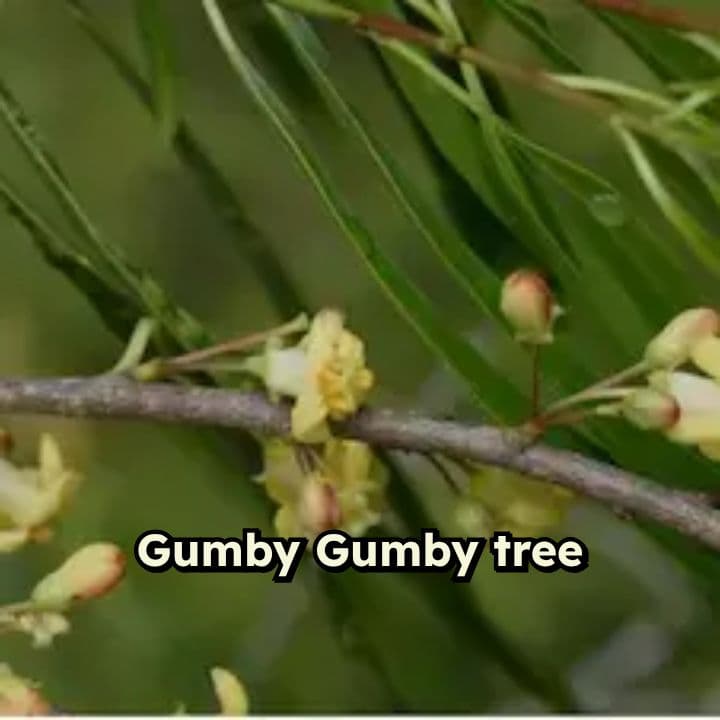 Gumby Gumby: Nature's Healing Tree