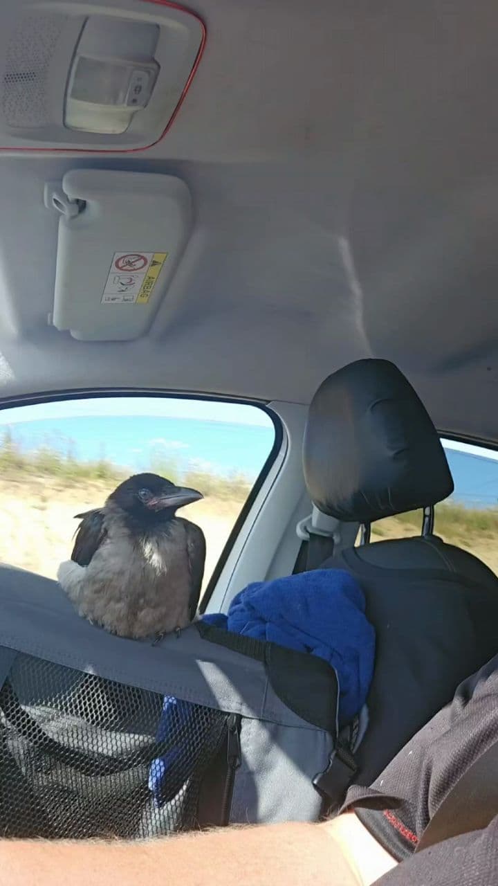 Beauty of the Hooded Crow