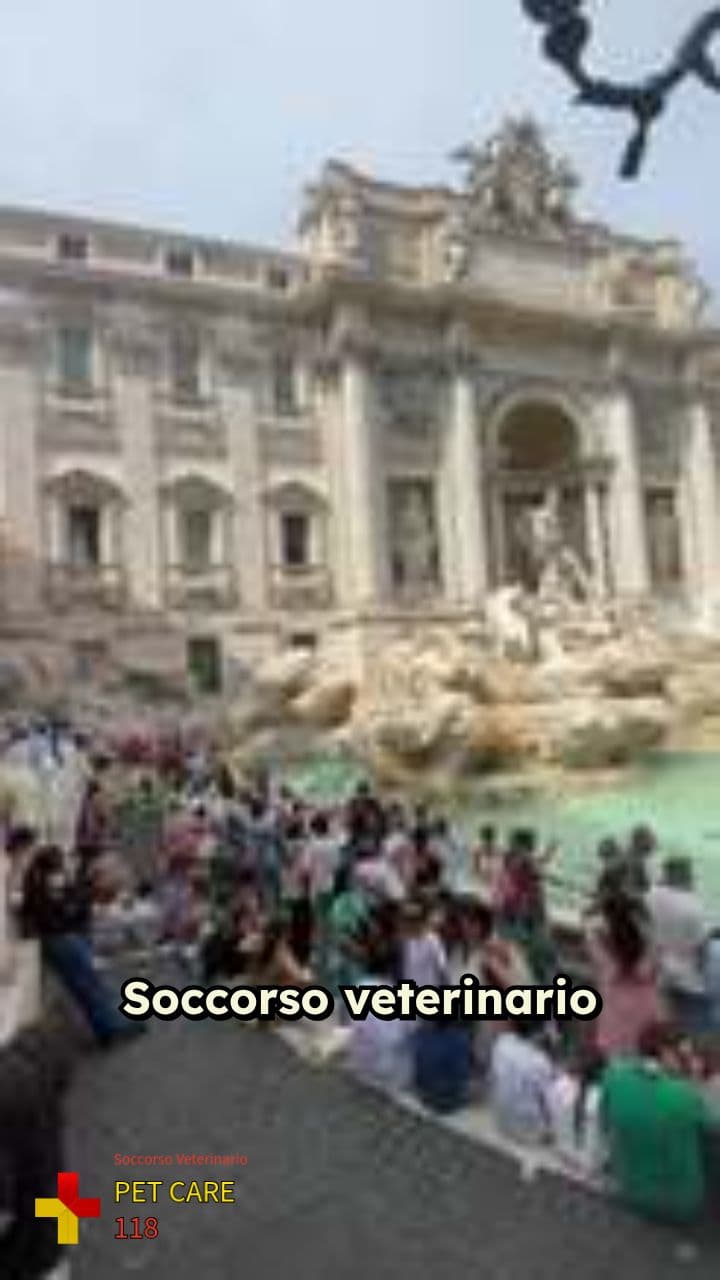 Soccorso veterinario 24 ore a Roma