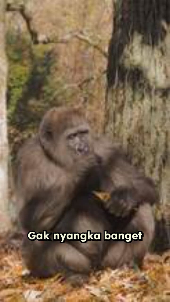 Dikejar Gorila Raksasa di Jalan Pintas