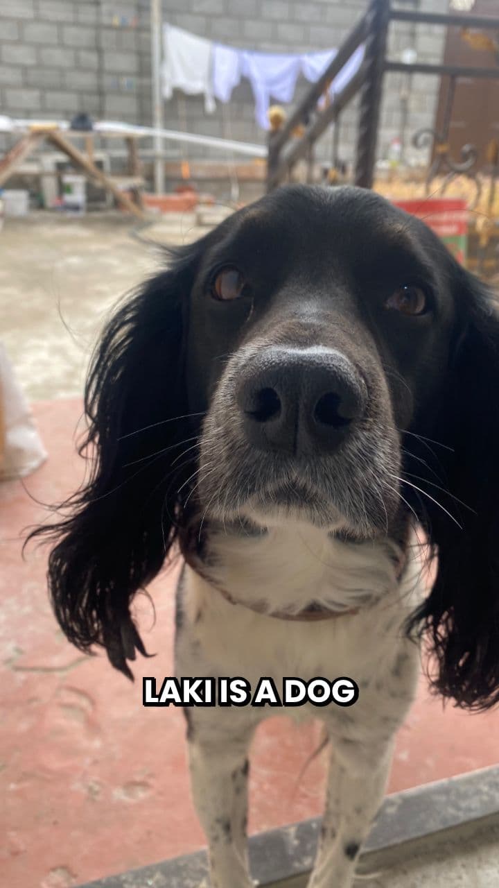 Лаки и его счастье