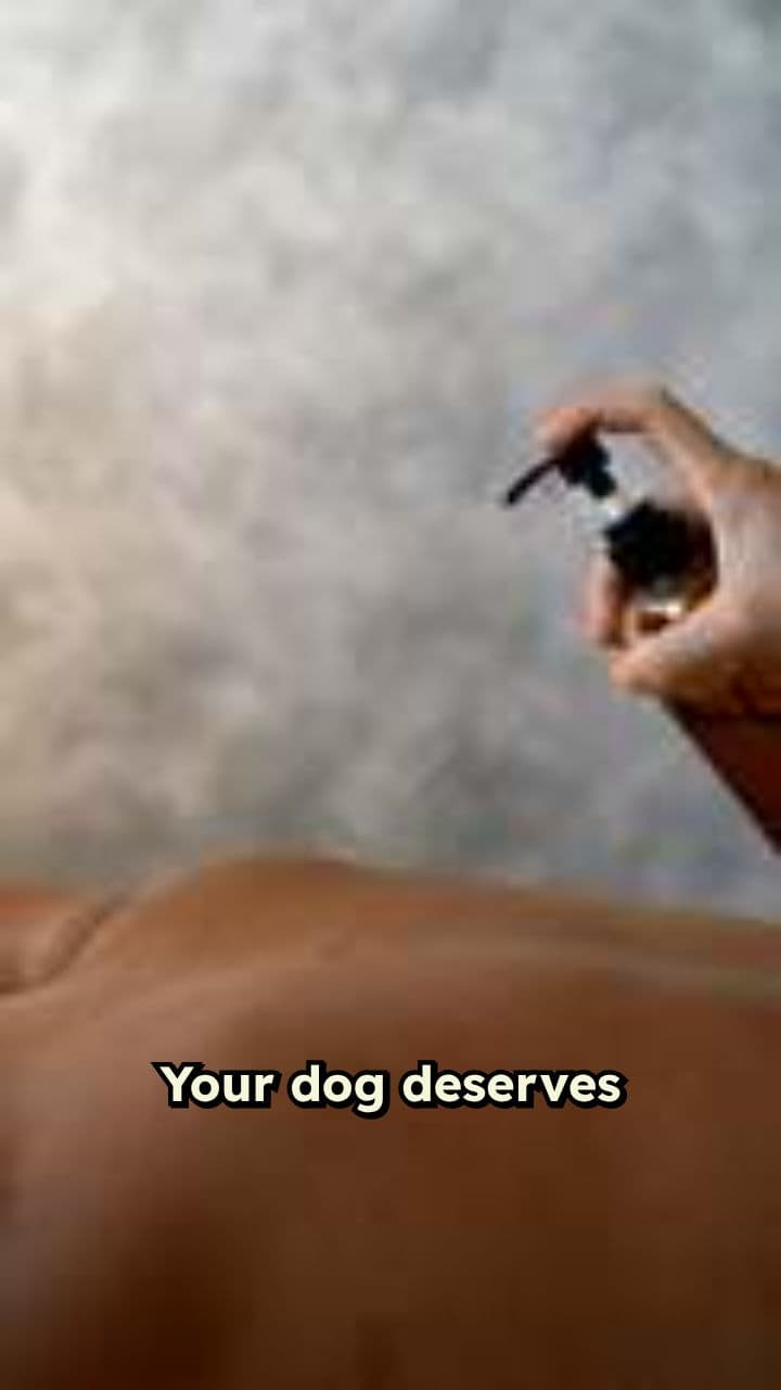 Elevate Your Dog's Grooming Routine