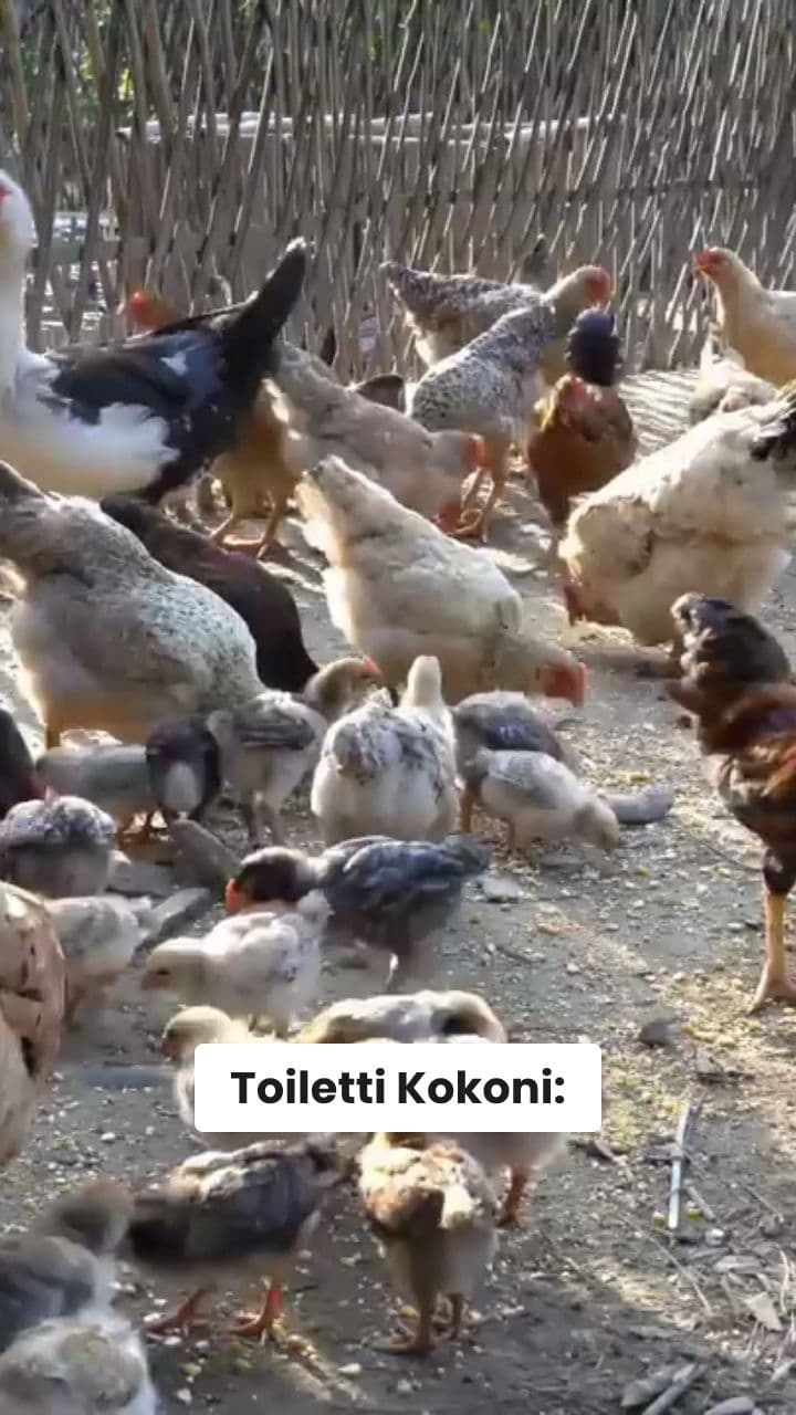 Kokoni legt 67 Eier