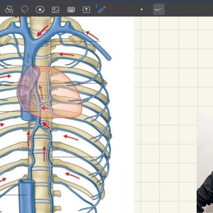 अज़ीगोस शिरा और posterior intercostal शिरा