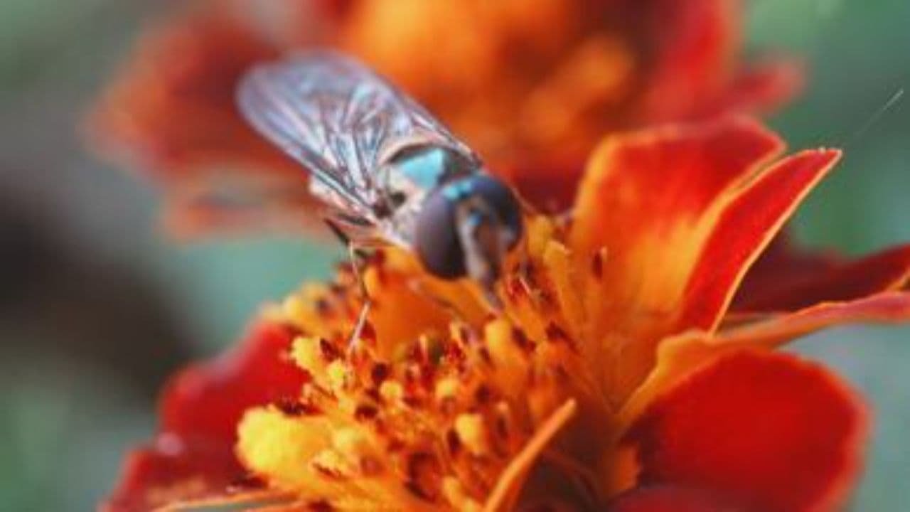 Caratteristiche e biodiversità degli esseri viventi