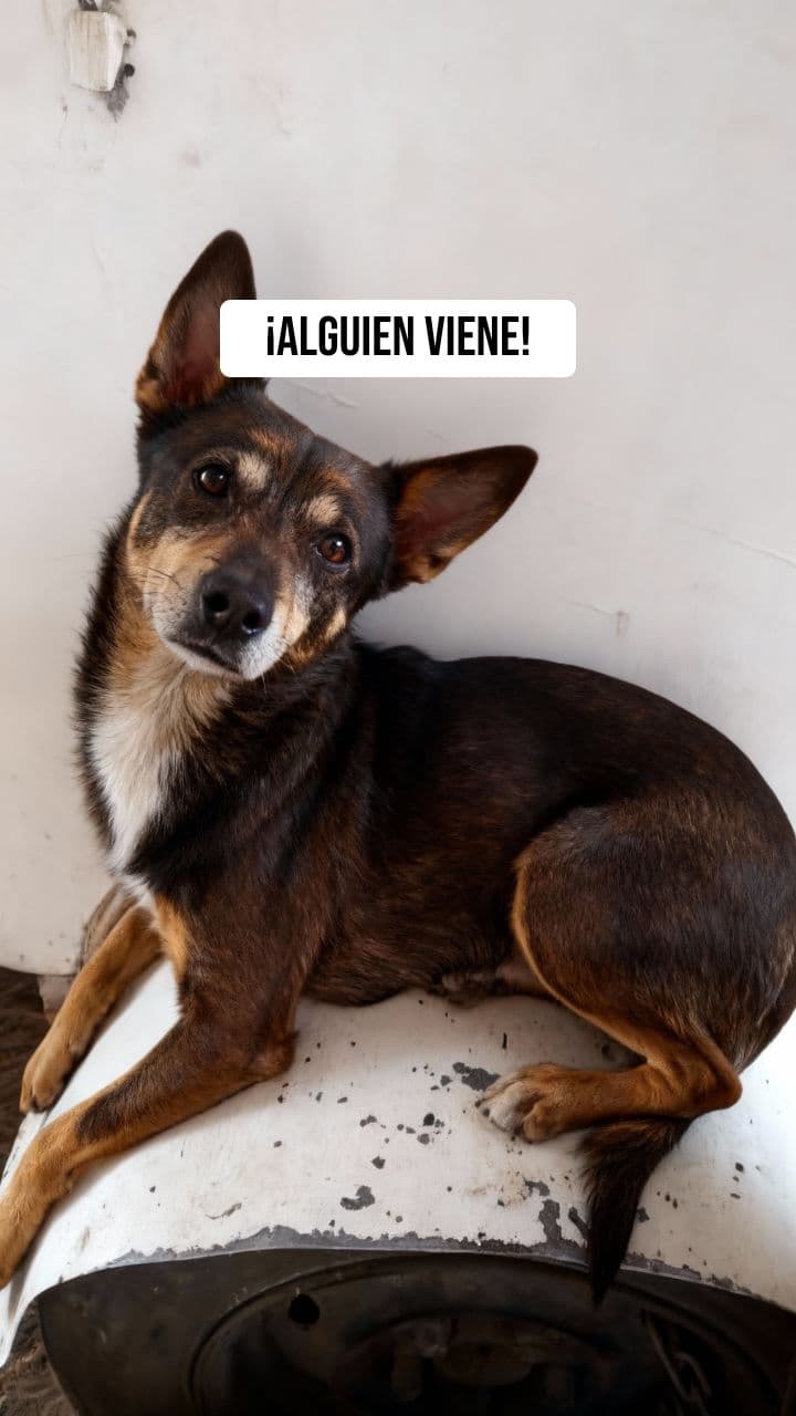 Perro saltando de alegría