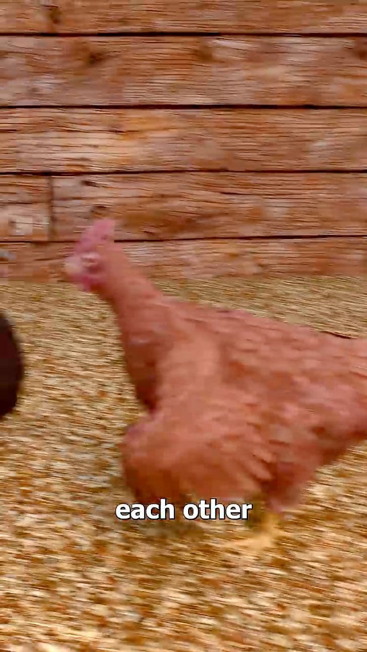 Why Millions of Chickens Wore Red Glasses