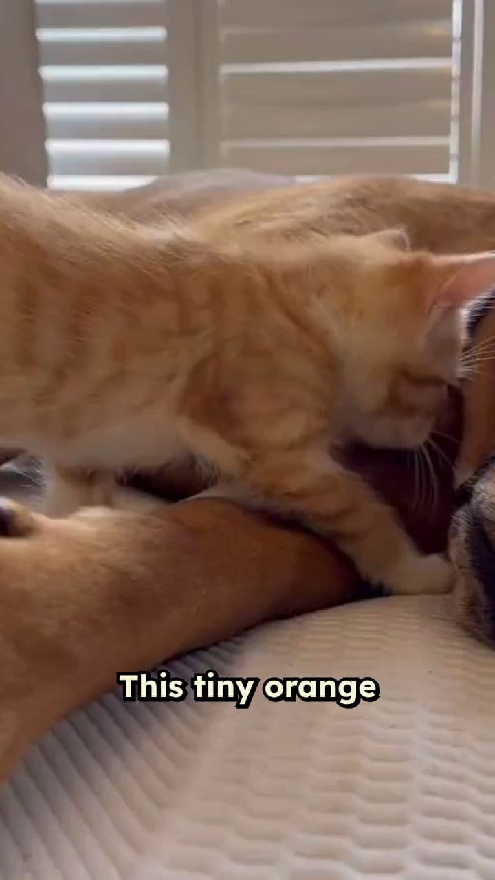 Kitten and Dog: Unlikely Cuddle Buddies