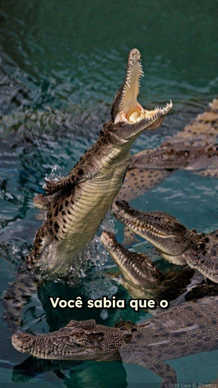 Jacaré-açu: O Gigante da Amazônia