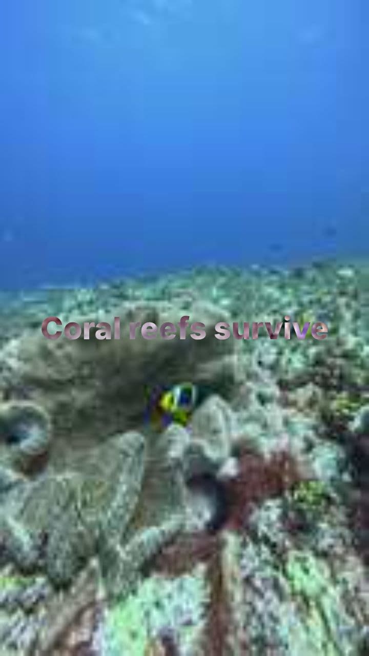 Ocean Warming and Coral Bleaching