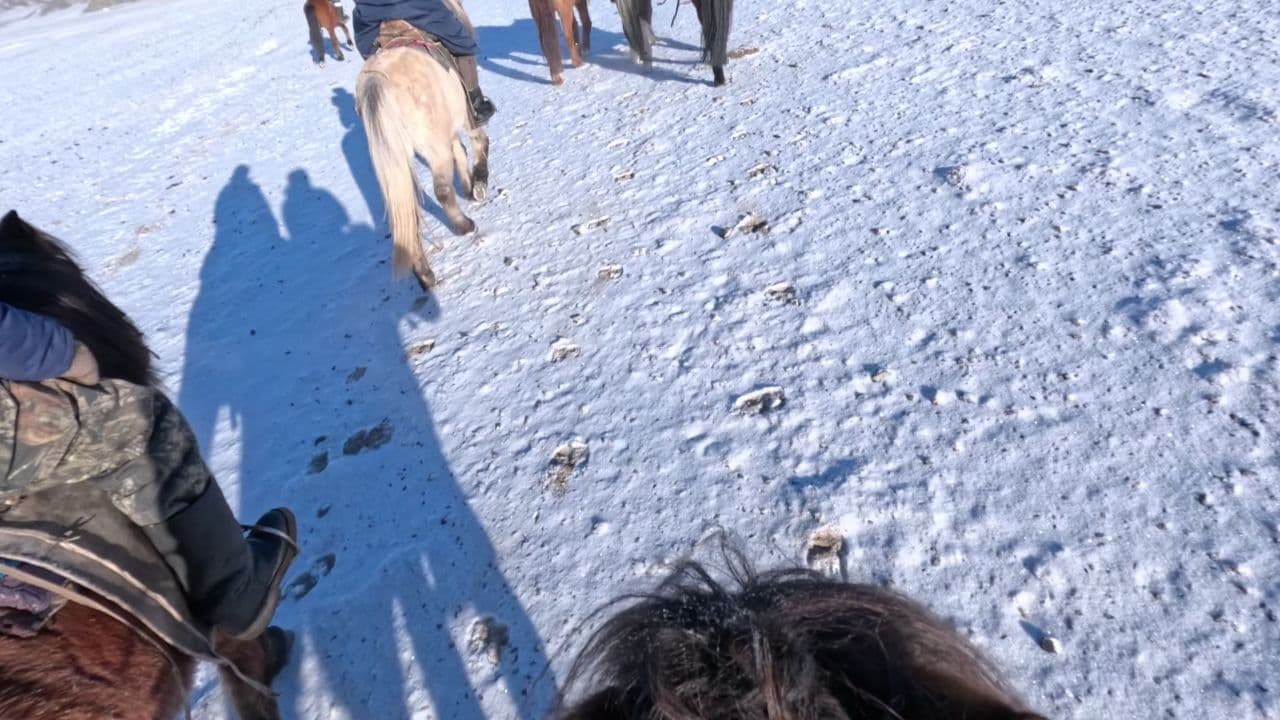 Galloping Home: A Journey of Trust