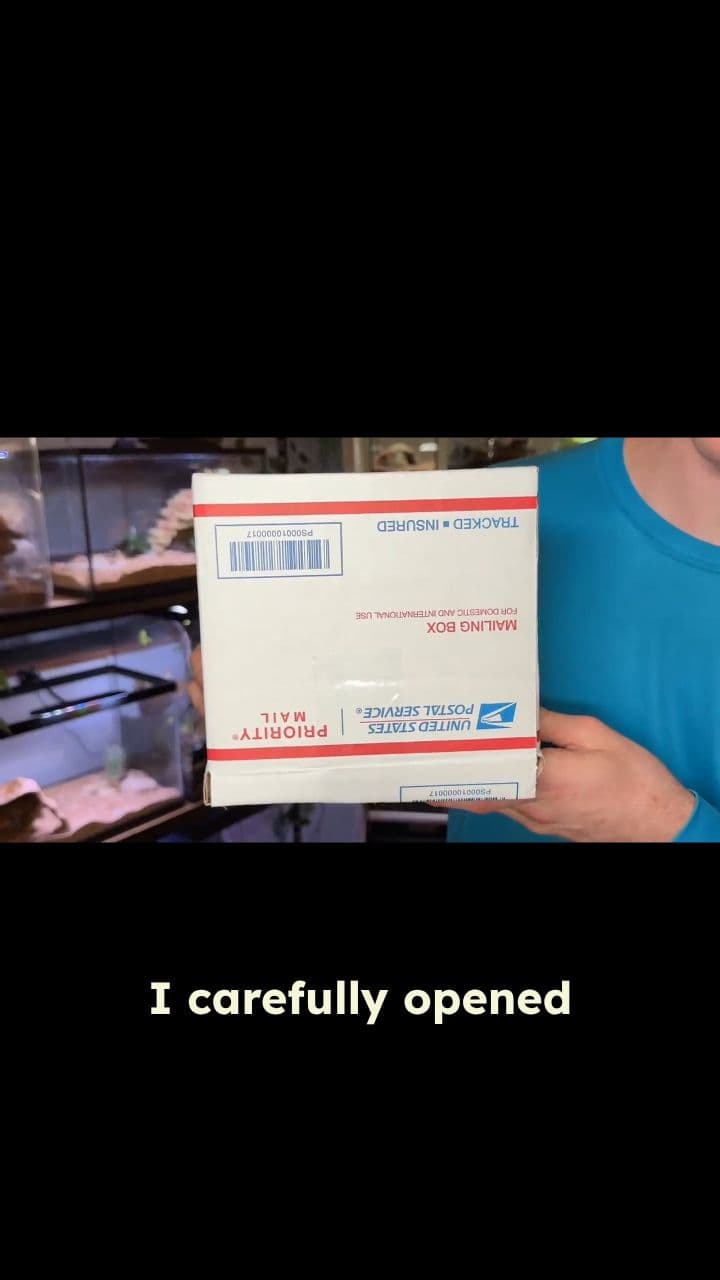 The Alien Velvet Worm