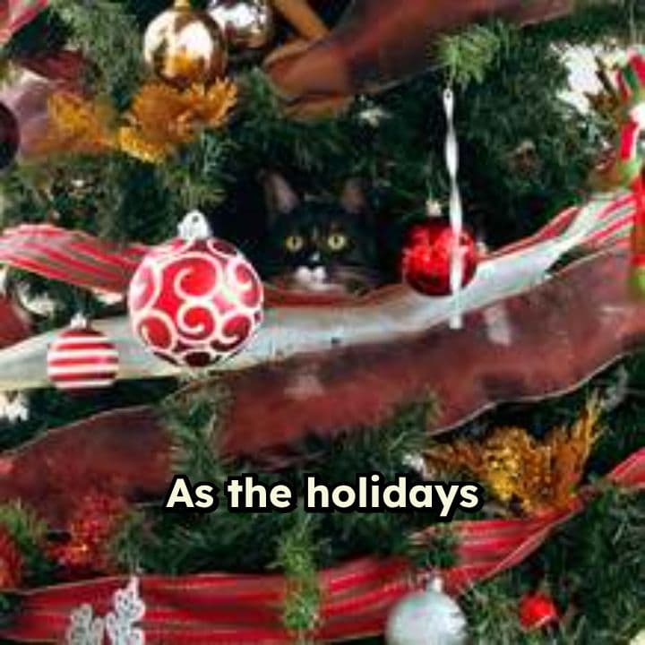 Preparing for Peace This Holiday Season