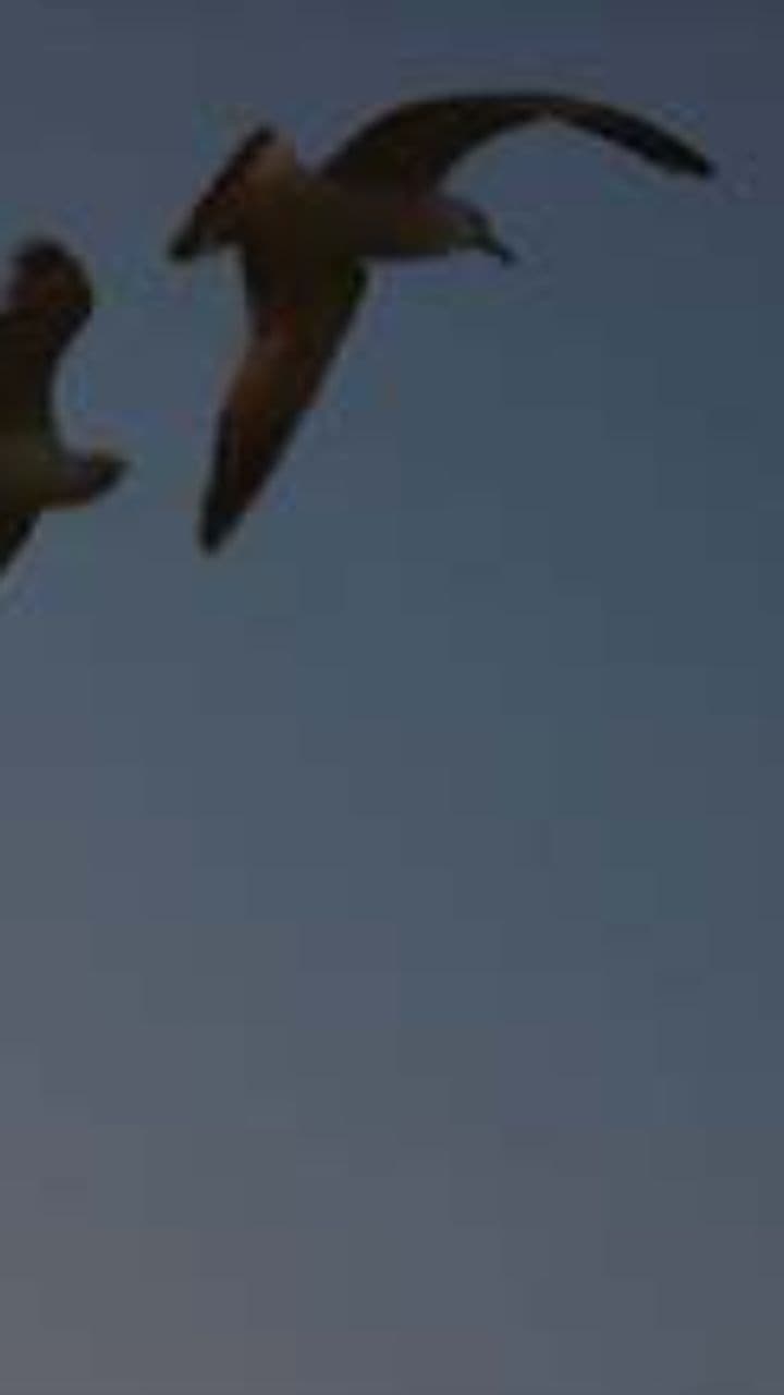 Echoes: Bats' Unique Perception of the World