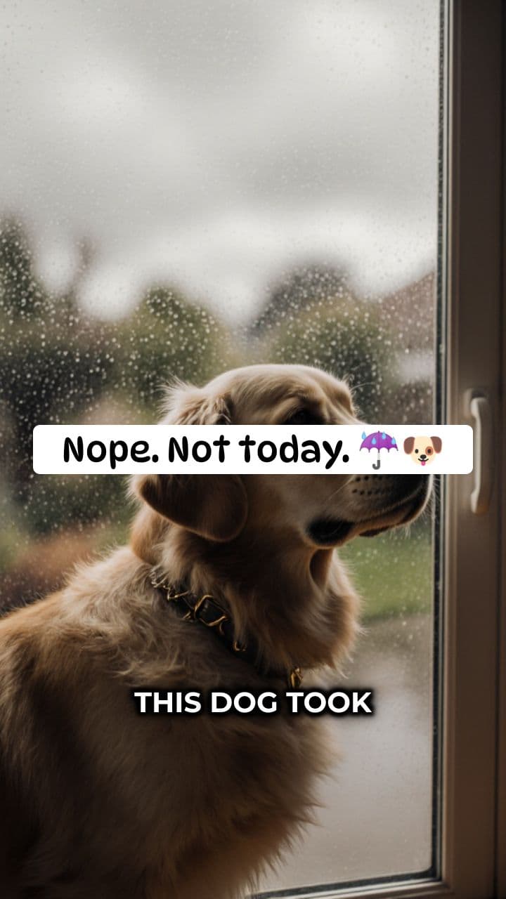 Dog Refuses to Walk in Rain, Dramatic Protest 🐶☔.