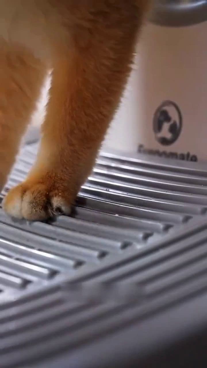 Self-Cleaning Litter Box Revolutionizes Cat Care