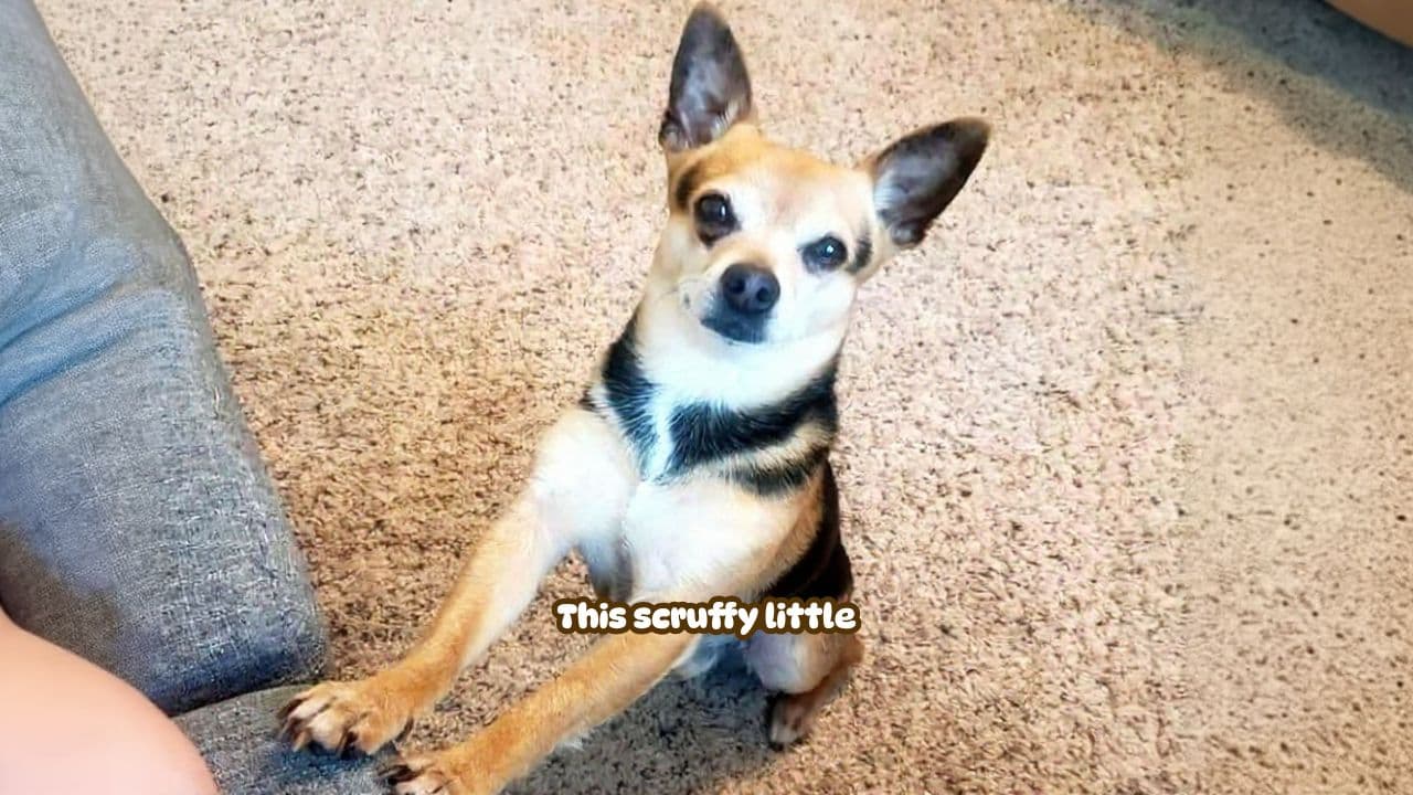 Finding Louie: A Journey of Rescue