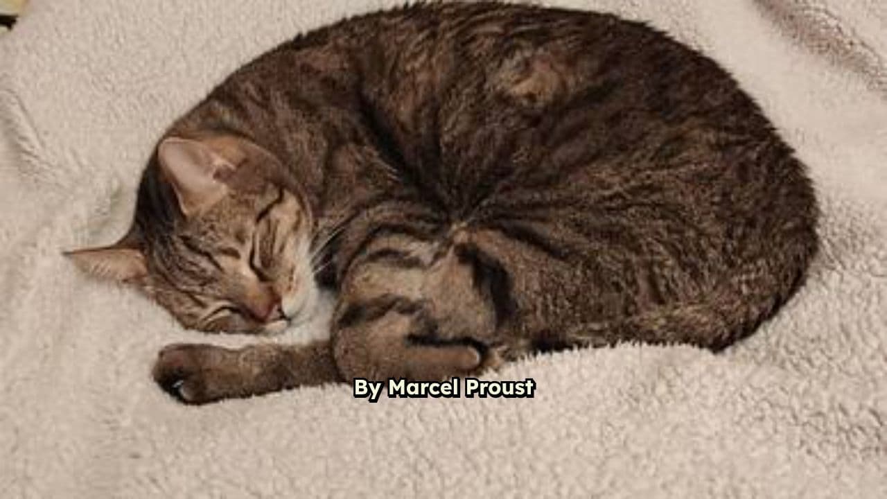 Dreams of Sleep and Memory