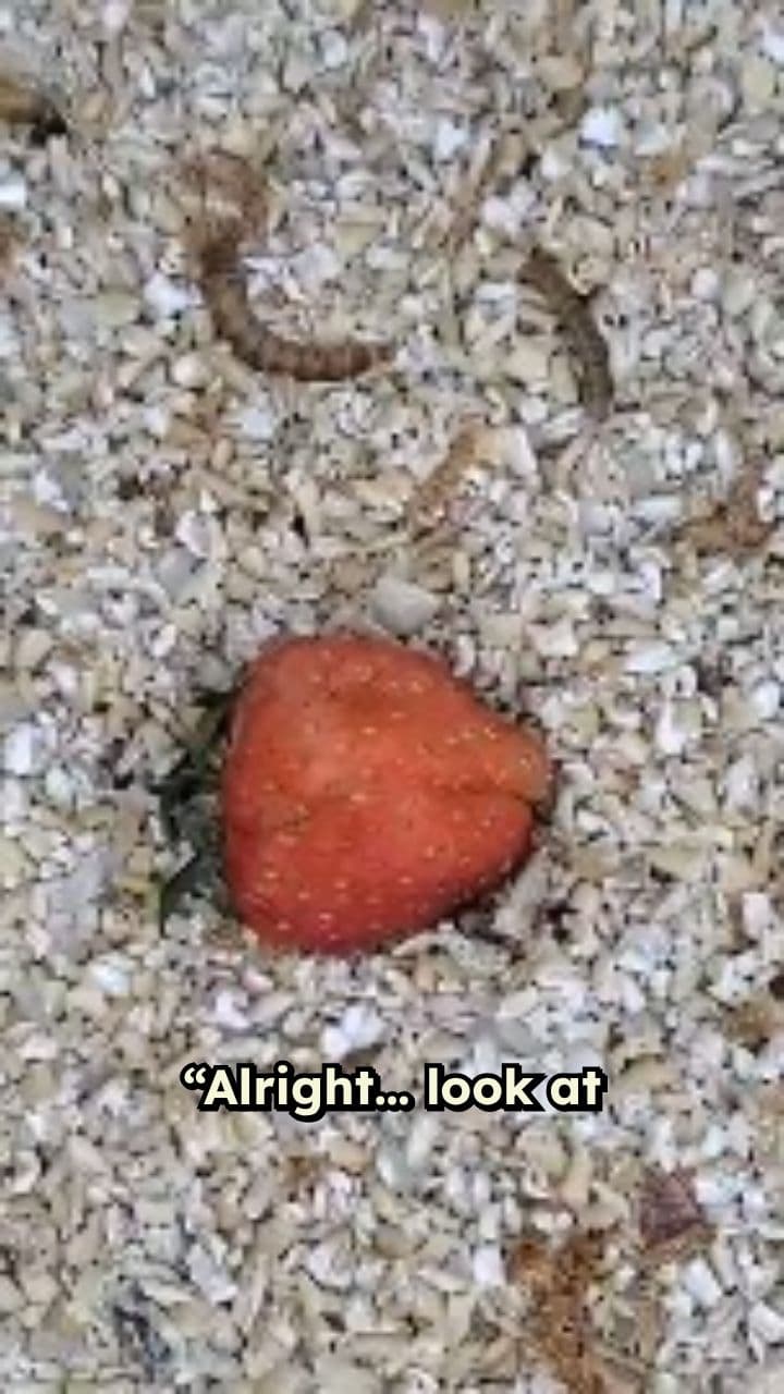 Mealworm Olympics: A Wiggly Adventure