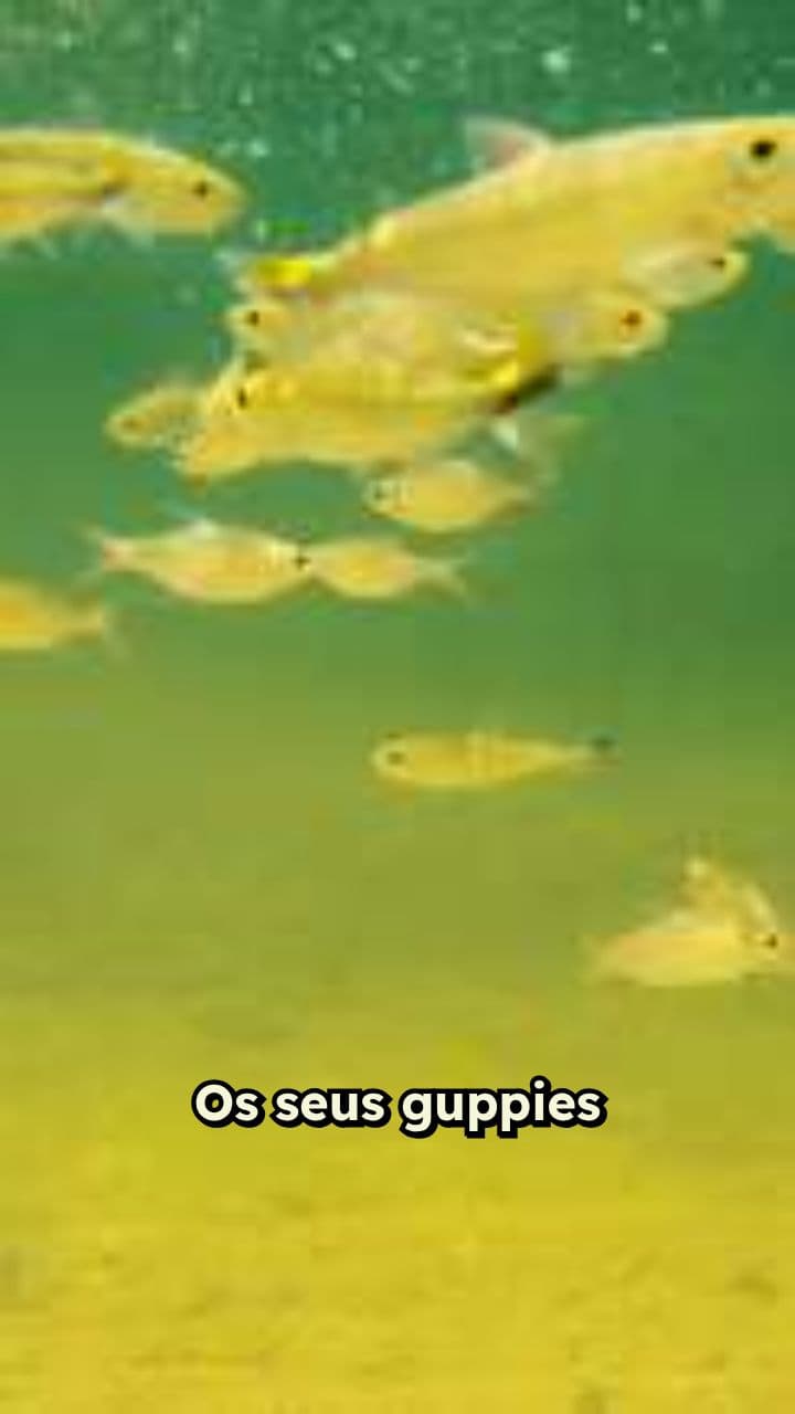 Bunker de raízes para filhotes de guppy