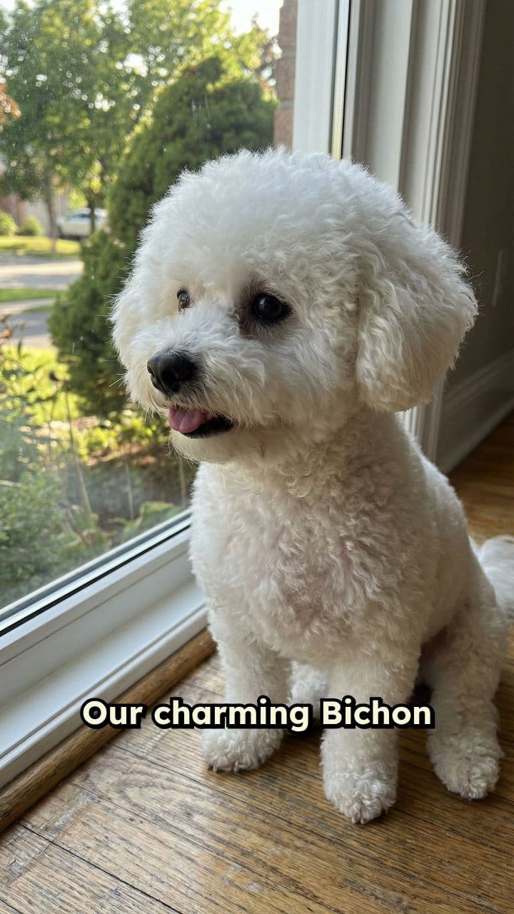 A Day with Bichon and Calico