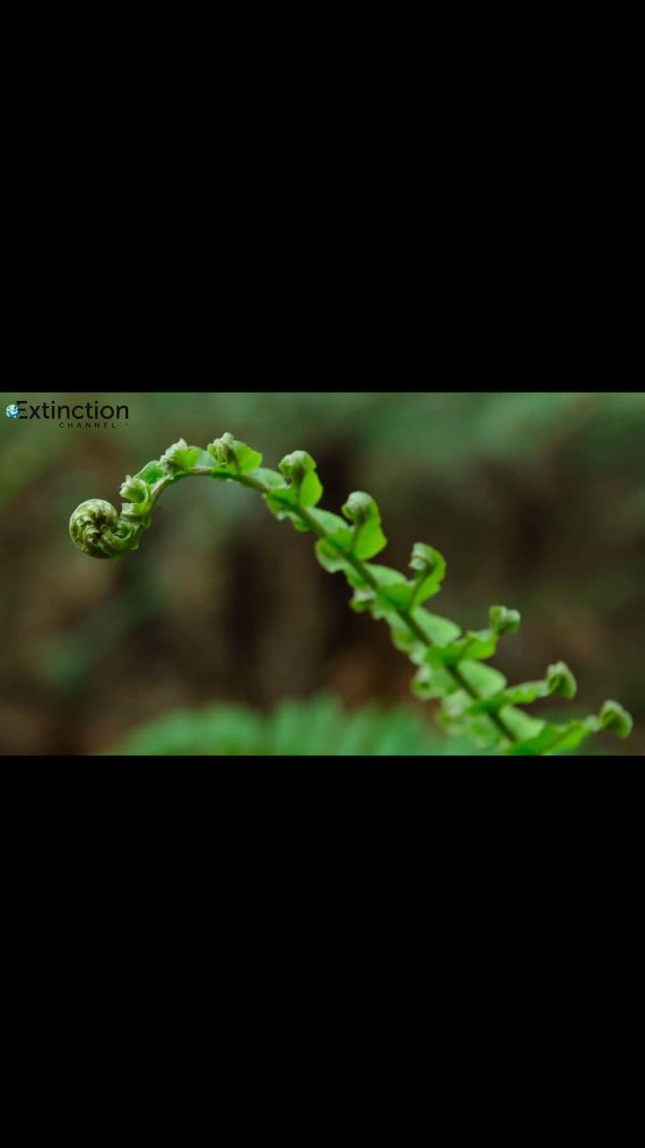 Saving the Kakapo with DNA Sequencing
