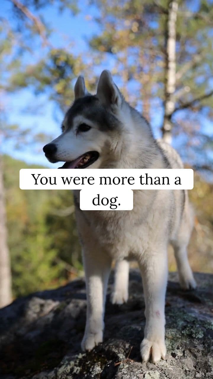 Dear Husky M 12 - The Way You Looked at Me