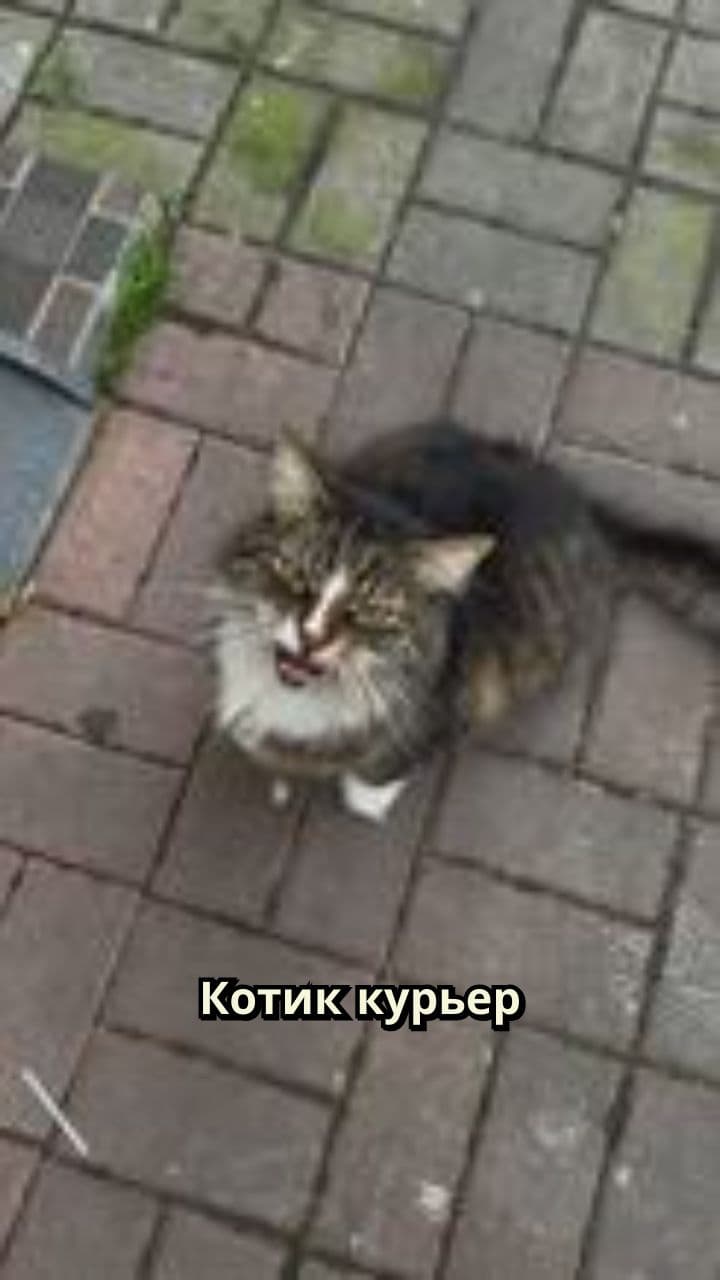 Котик-курьер развозит роллы клиентам