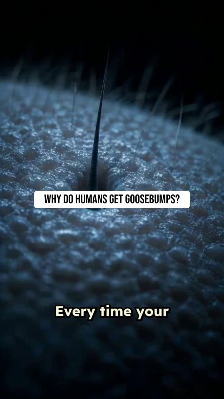Why Humans Get Goosebumps
