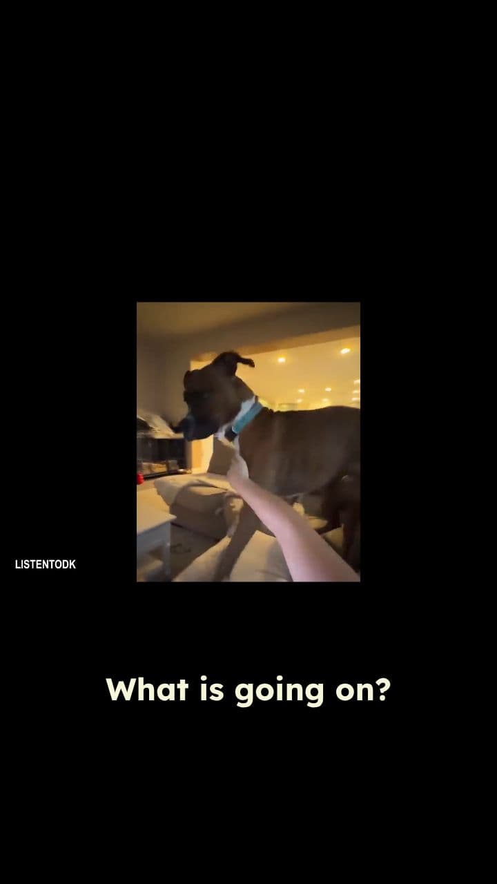 Dog Argues About Daylight Savings