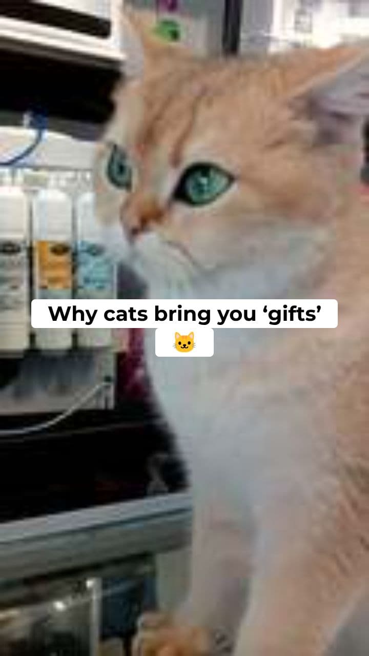 Why Cats Bring Gifts