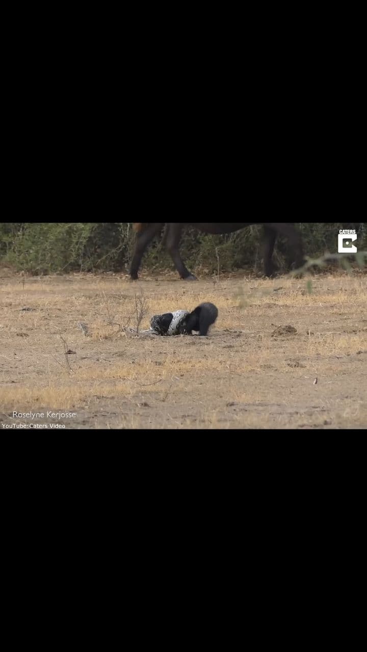 Escaping Death's Embrace, Then Attacking It