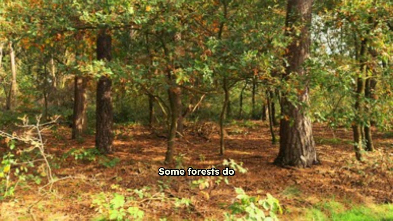 Sacred Forests: Nature's Living Prayers