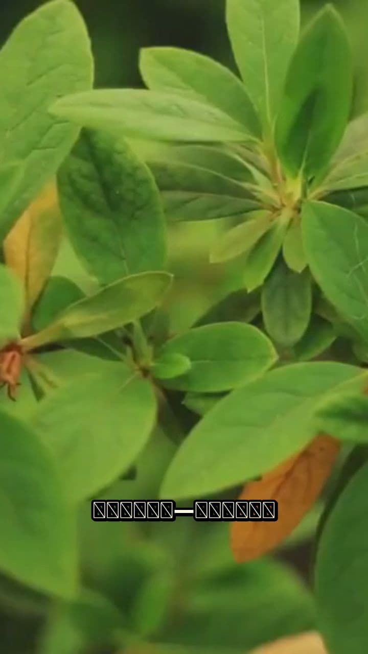 জিনসেং: প্রাকৃতিক এনার্জি বুস্টার