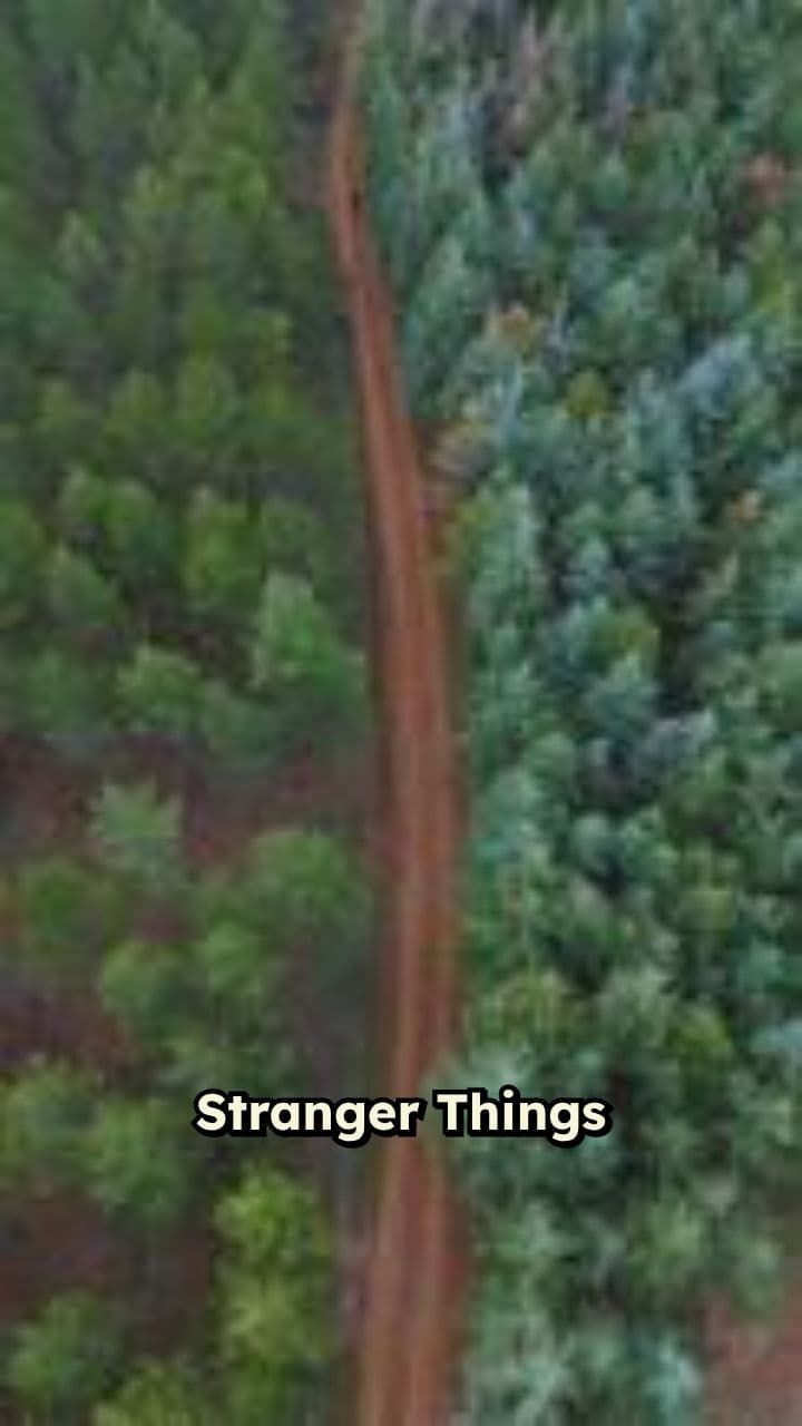 Stranger Things Season 5 Predictions