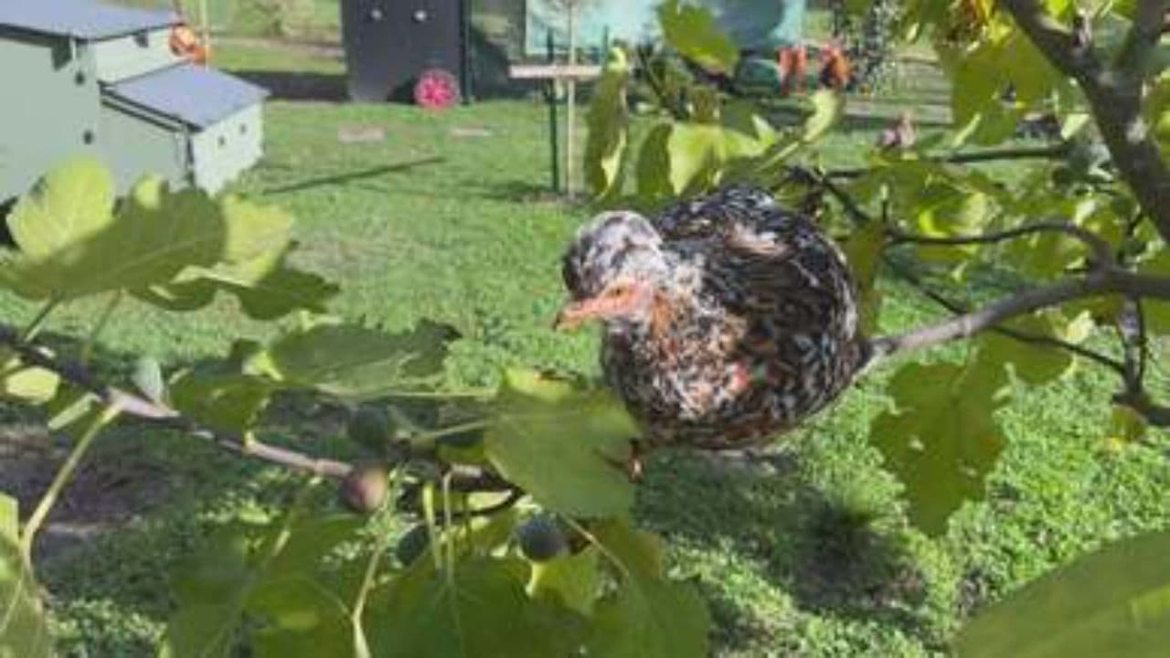 Calculus Clash: Leibniz vs. Newton