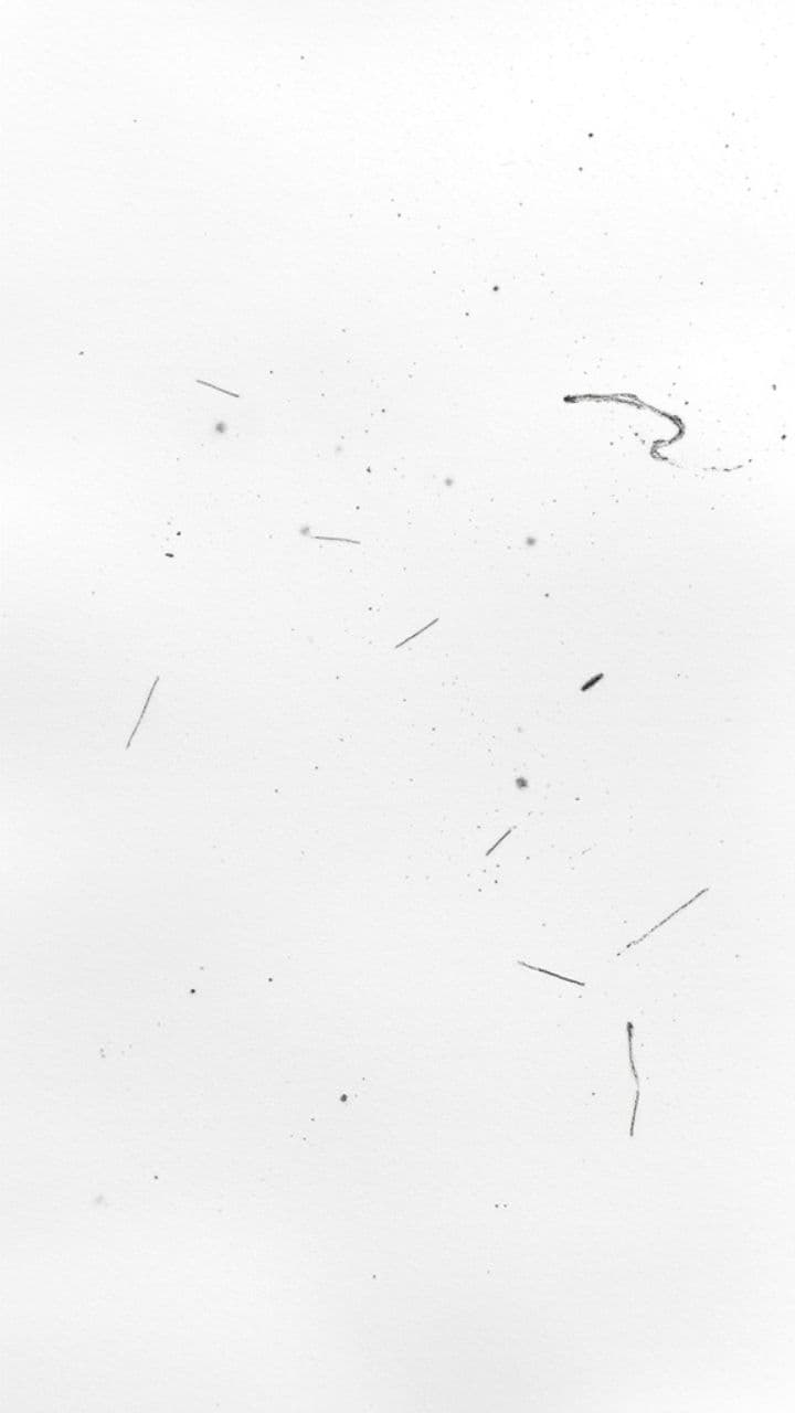 Phoenix Rising: A Journey of Transformation