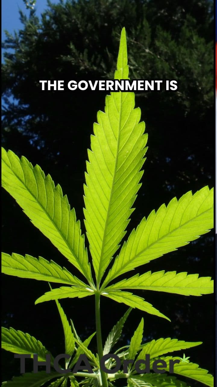 Veterans Denied Medical Cannabis Access