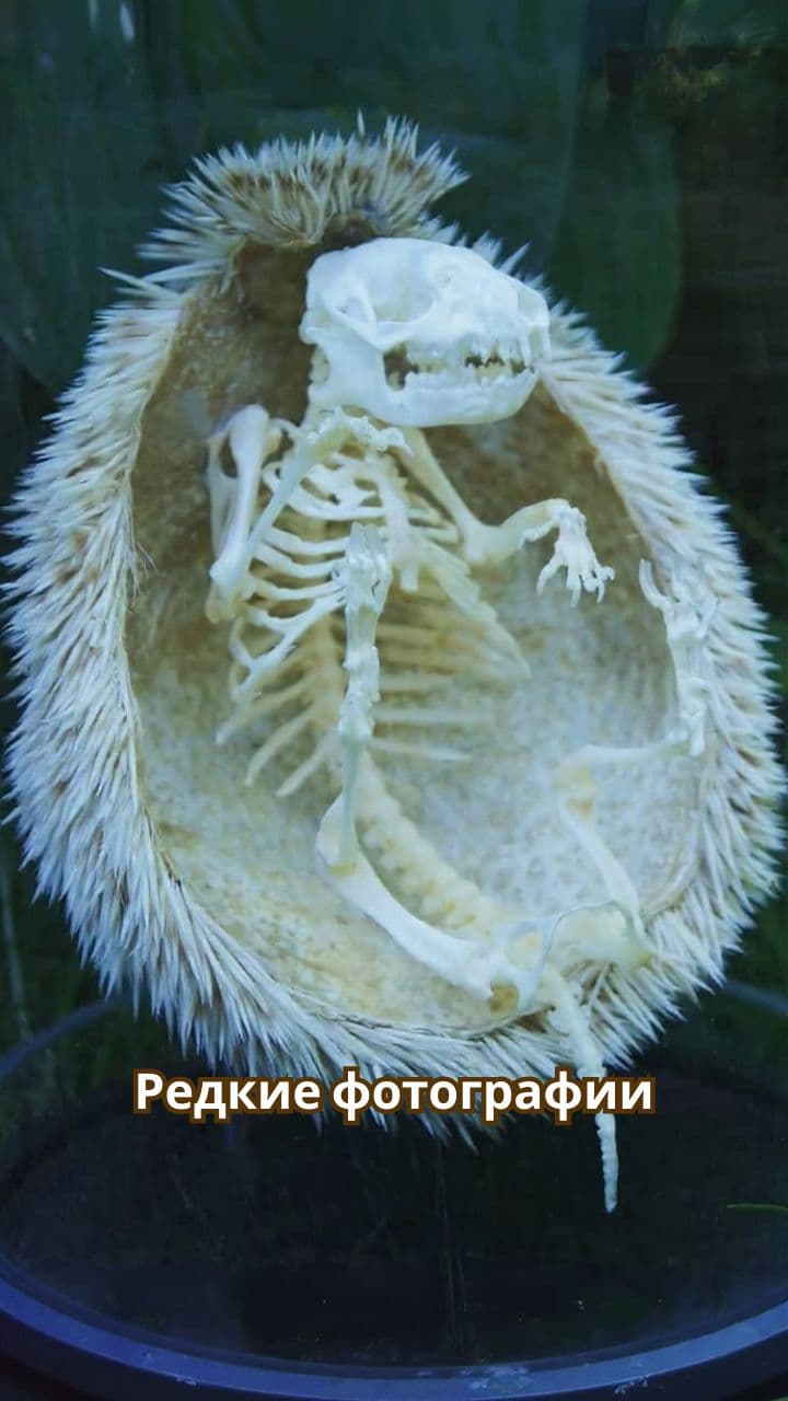 Редкие кадры природы и жизни